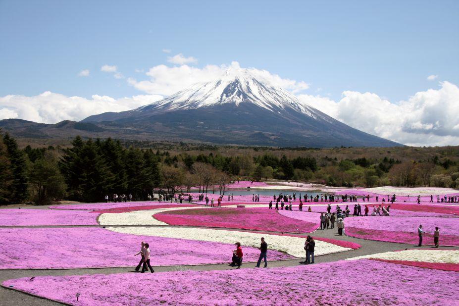 <strong>Fuji Shibazakura Festival, (Yamanashi): </strong>With Mount Fuji in the background, some 800,000 stalks of shibazakura or 
